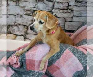Marlene - Female Beagle-Unknown Mix Dog for Adoption - Photo #2