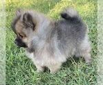 Small #5 Pomeranian