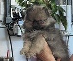Small Photo #10 Pomeranian Puppy For Sale in MENIFEE, CA, USA