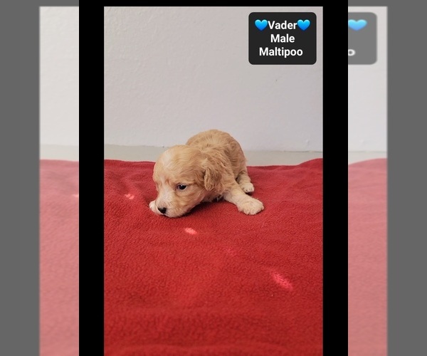 Medium Photo #3 Maltipoo (Toy) Puppy For Sale in TUCSON, AZ, USA