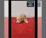 Vader - Male Maltipoo (Toy) Puppy for Sale - Photo #3