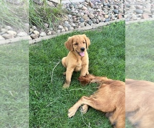 Golden Retriever Puppy for sale in ROCK VALLEY, IA, USA