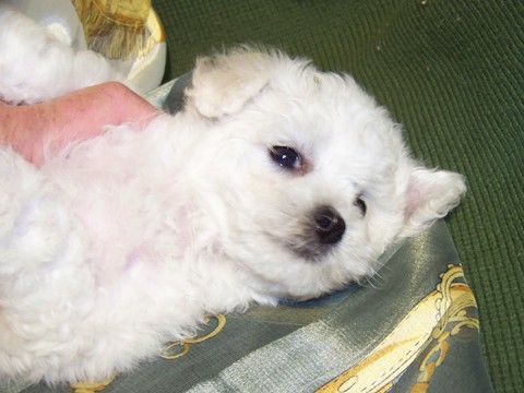 Medium Photo #3 Bichon Frise Puppy For Sale in EUGENE, OR, USA