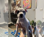 Puppy Runts American Pit Bull Terrier