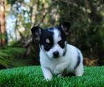 Small Photo #1 Chiranian Puppy For Sale in SAINT AUGUSTINE, FL, USA