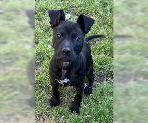 American Staffordshire Terrier-Unknown Mix Dogs for adoption in Perry, GA, USA