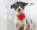 Small Photo #2 Rat-Cha Puppy For Sale in Benton, LA, USA