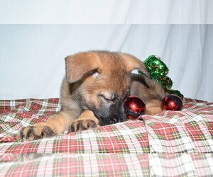 German Shepherd Dog Puppies For Sale Near Johnstown Pennsylvania Usa Page 1 10 Per Page Puppyfinder Com