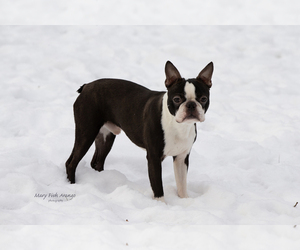 Father of the Boston Terrier puppies born on 08/19/2026