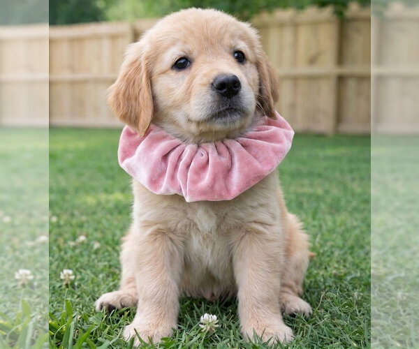 Medium Photo #2 Golden Retriever Puppy For Sale in Grovertown, IN, USA