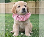 Small #1 Golden Retriever