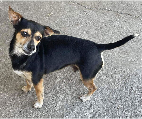 Medium Photo #3 Chihuahua-Unknown Mix Puppy For Sale in La Verne, CA, USA