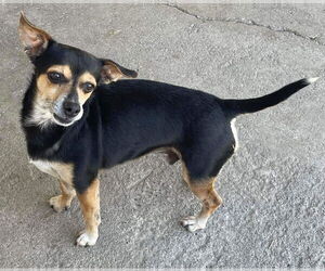 Bruce - Male Chihuahua-Unknown Mix Dog for Adoption - Photo #3