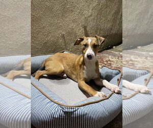 Jazzy - Female Labrador Retriever Dog for Adoption - Photo #7