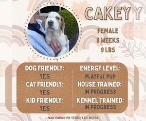Mutt Dogs for adoption in New Oxford , PA, USA