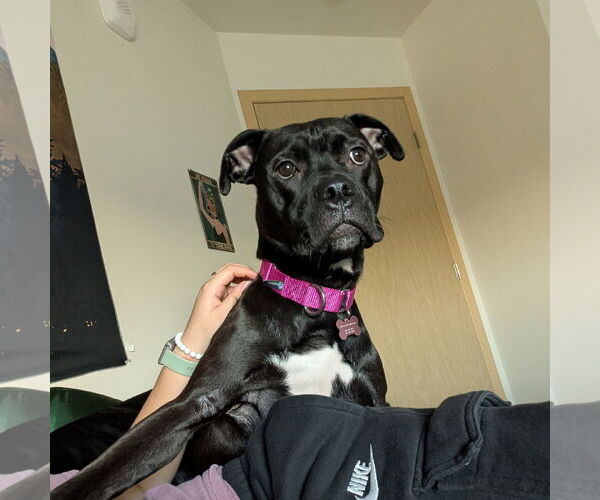 Medium Photo #9 American Pit Bull Terrier-Unknown Mix Puppy For Sale in Fargo, ND, USA