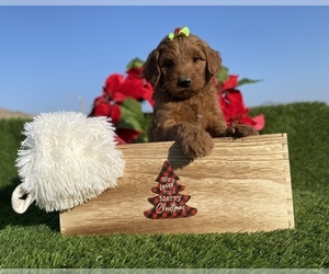 Australian Labradoodle Puppy for Sale in PORTERVILLE, California USA