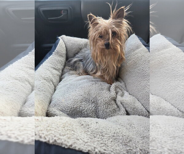 Medium Photo #4 Mutt Puppy For Sale in Spring, TX, USA