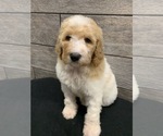 Small Photo #2 Poodle (Standard) Puppy For Sale in RICHMOND, IL, USA