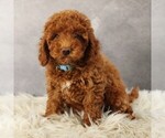 Small Photo #5 Poodle (Toy) Puppy For Sale in COATESVILLE, PA, USA