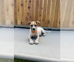 Small #10 Labrador Retriever Mix