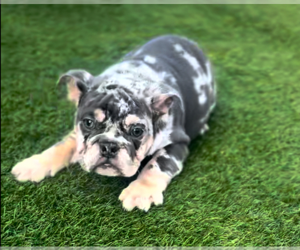 Medium Photo #9 English Bulldogge Puppy For Sale in SAN MARINO, CA, USA