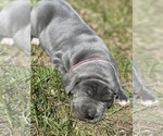 Small Photo #24 Great Dane Puppy For Sale in PINNACLE, NC, USA