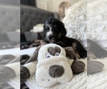 Small #15 Bernedoodle