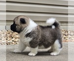 Small #2 Akita