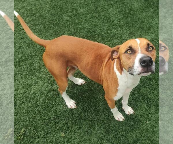 Medium Photo #4 Boxer-Unknown Mix Puppy For Sale in Rockwall, TX, USA
