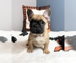 Small Photo #4 French Bulldog Puppy For Sale in GREENWOOD, IN, USA