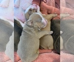 Small Photo #4 Bulldog Puppy For Sale in SUMMERVILLE, SC, USA