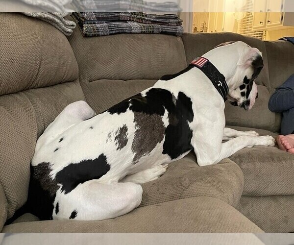 Medium Photo #4 Great Dane Puppy For Sale in WESTPHALIA, KS, USA