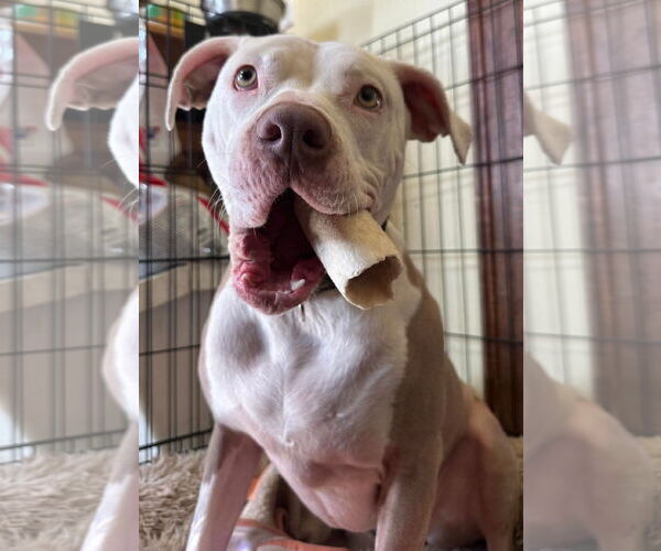 Medium Photo #8 American Pit Bull Terrier-Unknown Mix Puppy For Sale in Germantown, OH, USA