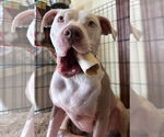 Small #7 American Pit Bull Terrier Mix