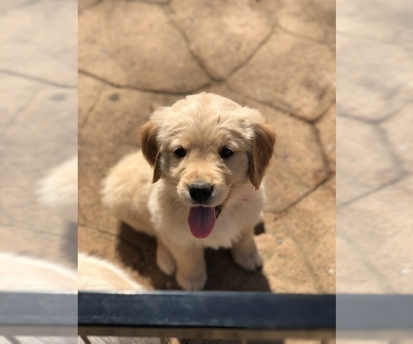 Medium Photo #1 Golden Retriever Puppy For Sale in CHURCHVILLE, VA, USA