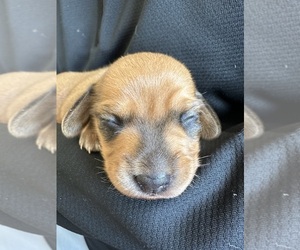 Dachshund Puppy for sale in SAN DIEGO, CA, USA