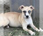 Small #2 Australian Shepherd Mix