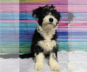 Maltese-Unknown Mix Dogs for adoption in Lakewood, CO, USA