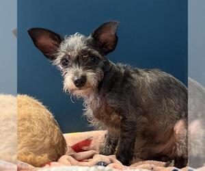 Chihuahua Dogs for adoption in Camarillo, CA, USA