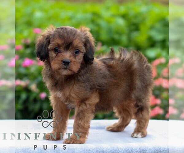 Medium Photo #4 Cavapoo Puppy For Sale in LEOLA, PA, USA
