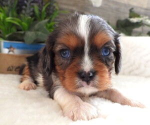 Cavalier King Charles Spaniel Puppy for sale in CARLISLE, KY, USA