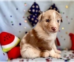 Small Photo #2 Miniature Australian Shepherd Puppy For Sale in BOUSE, AZ, USA