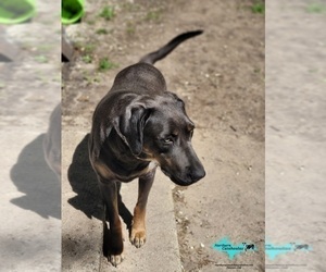 Mother of the Catahoula Leopard Dog puppies born on 09/09/2025