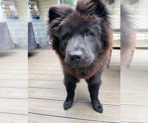 Chow Chow Puppy for Sale in EDMONDS, Washington USA