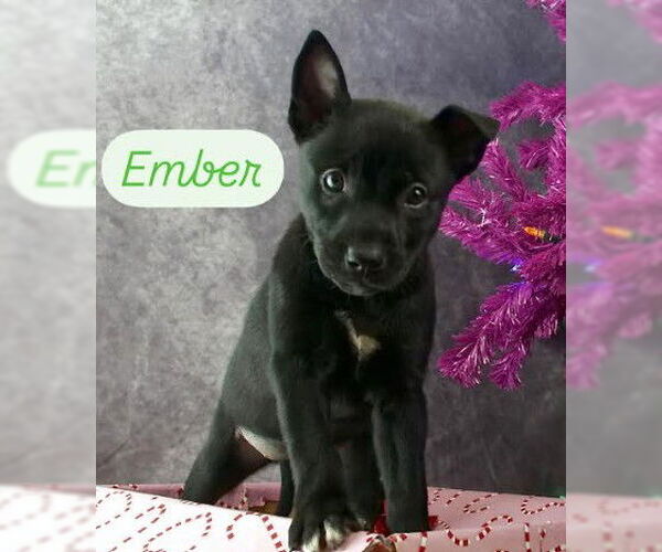 Medium Photo #5 Mutt Puppy For Sale in San Diego, CA, USA