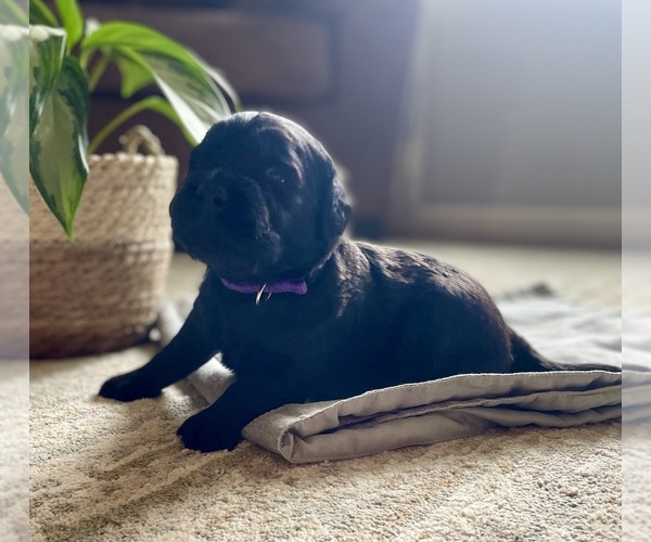 Medium Photo #2 Goldendoodle Puppy For Sale in BUFFALO, MO, USA