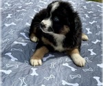 Small Photo #110 Miniature Australian Shepherd Puppy For Sale in SALISBURY, NC, USA
