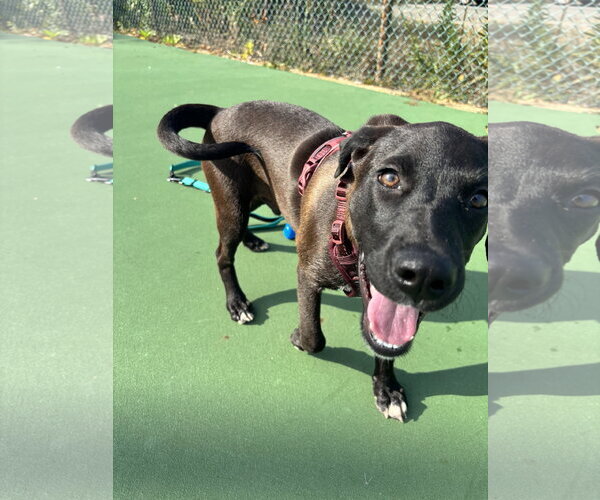 Medium Photo #5 Labrador Retriever-Unknown Mix Puppy For Sale in Oakhurst, NJ, USA