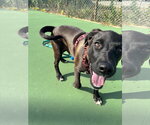 Small Photo #5 Labrador Retriever-Unknown Mix Puppy For Sale in Oakhurst, NJ, USA